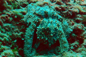 Octopus well camouflaged! by Andy Kutsch 
